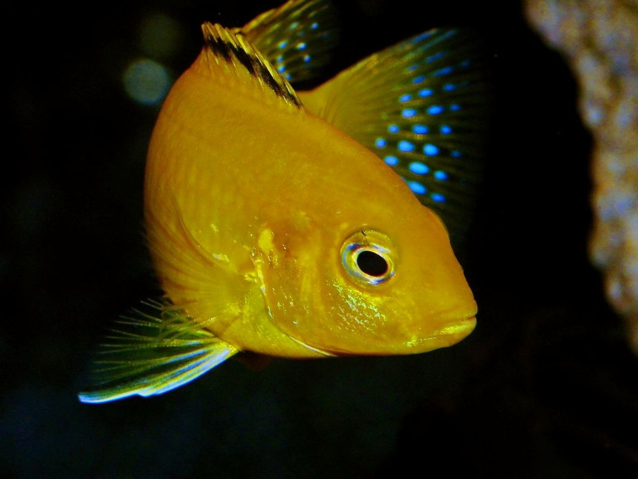 Historial de peces capturados hoy